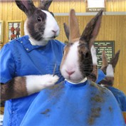 Hare Cut — blacksack