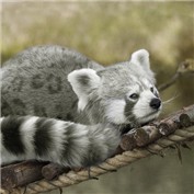 Spotted Snow Panda — skm1987