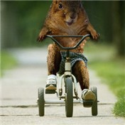 Squirrel in a trycicle — Pioner