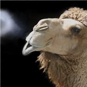Old Product New Market — Beetleb