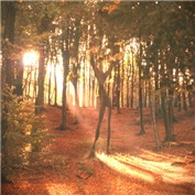 The tree — maxell