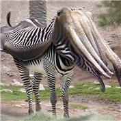 Cuttlefishus_Zebraxius — noprint