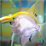 tucann fish — Ramswin