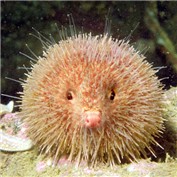 Sea Hedgehog — godzillatemple