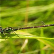 dragonfluty — ginger82