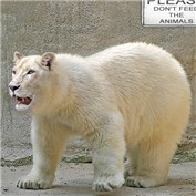 polar-tiger — sosumi