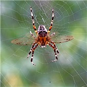 arial arachnid — attardog