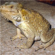 Igu-frog — Grandma