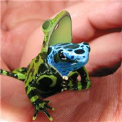 Green Dress — Skorpion