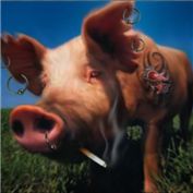 Pig — rusty76