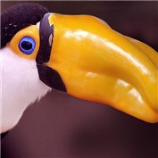 Pepper Tucan — saufnase