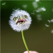 Dandeliowl — renatodornas