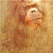 Leonardo  — Aussiepilot