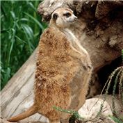 Meerfat — RJMiller