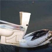 pelican toilet — alienmagic