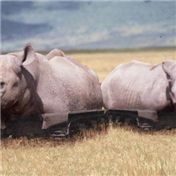 Rhinotank — arsidubu