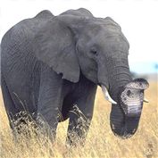 Cobrephant — arsidubu