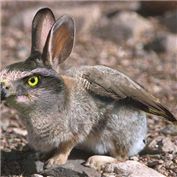 Rabbit-Hawk — IronKite