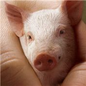 Piglet — Ziaphra