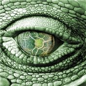 Zucchini Eyeball — Kryptomaniacle