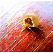 Jelly Spider — funky123