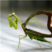 Instranimals 2