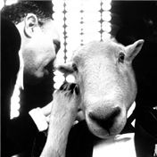 The Sheepfather — lefthand