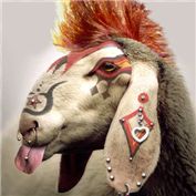 Year of the Sheep