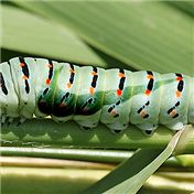 nike worm — albedimus
