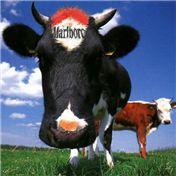 Famous cow(boy) — ivanas