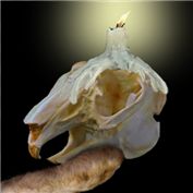 Yorick Cottontail — Kryptomaniacle