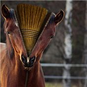 I'm a Broom — Donnie7