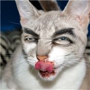 Pure Evil — PukGuts