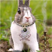 Punky Cottontail — Hobbit90