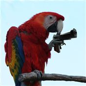 Parrot Gun — pjdietz