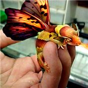 Fairy Dragon — MumboJumbo