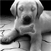 Telekinetic Dog — h2oscienceguy081