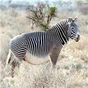 Fat Zebra — h2oscienceguy081