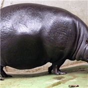 Hungry Hungry Hippo — chrislovesmusic