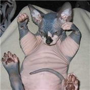 Pudgy Putty Tat — boris200