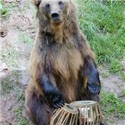 Bear_tabla — zaheersc