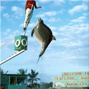 The New Addition to Sea World — NthN