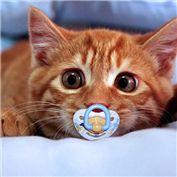 Baby cat — minouz