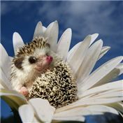 Little Hedgehog — bingobaby