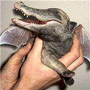 Chimaera