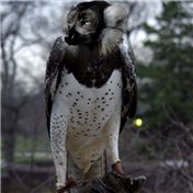 Gecko-Toed Flying Lemur — magicgoo
