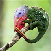 Rattle Lizurky — joerilla