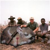 King Kangaroo Rat — Lanky
