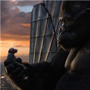 Kong loves Cheeta — Zanatos