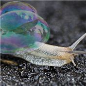 Bubbly snail — RachwitchD3